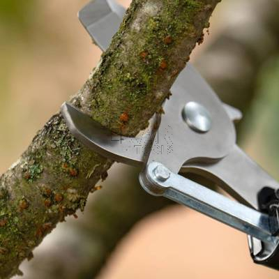 Nożyce teleskopowe do gałęzi BOSCH AdvancedPrune 18V-45 06008C5002 - zdjęcie nr 3